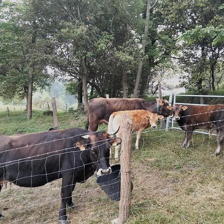 Agroturismo Erlete Goikoa -Estamos En El Camino De Santiago -We Are On The Camino De Santiago 데야 외부 사진