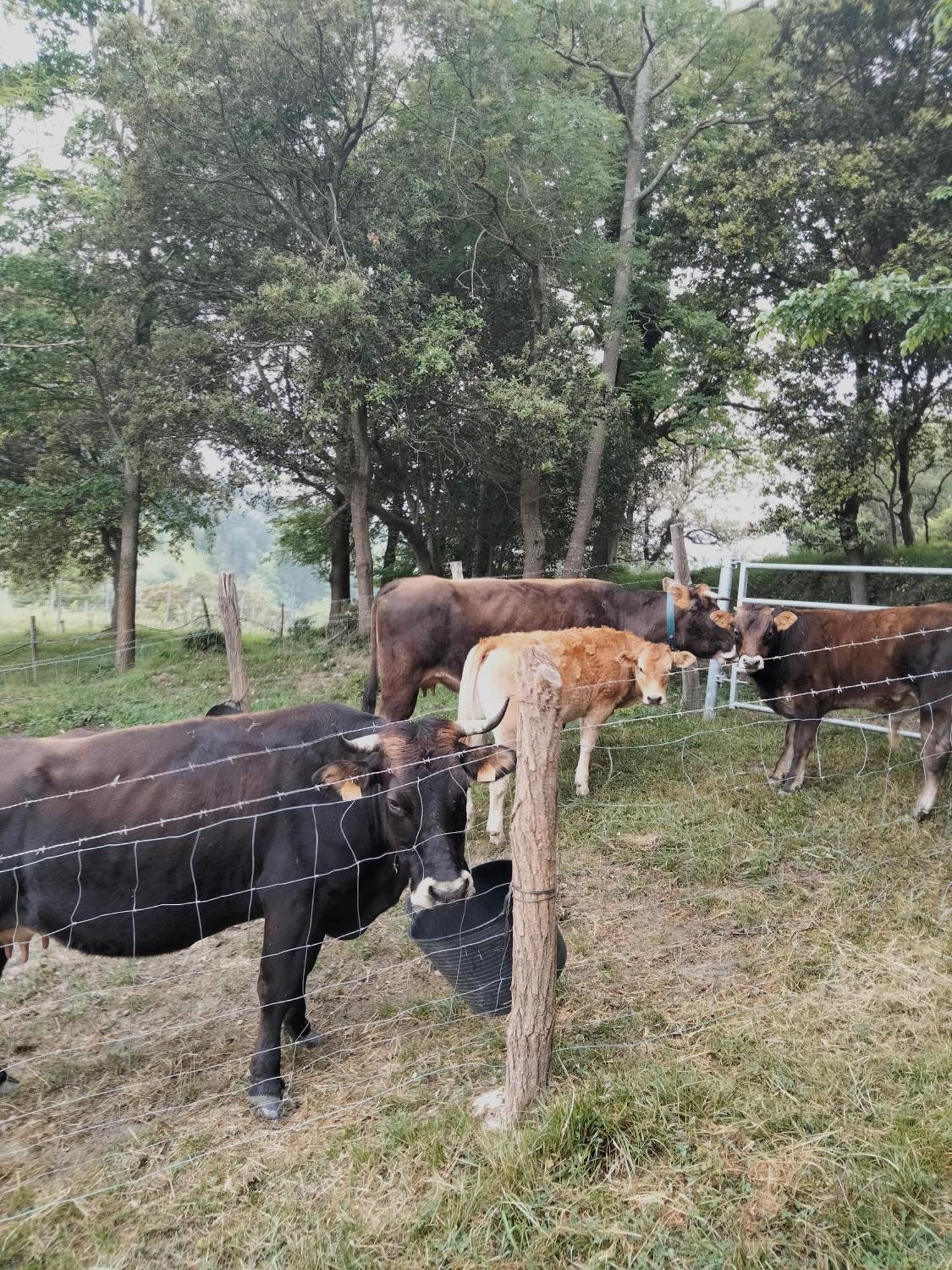 Agroturismo Erlete Goikoa -Estamos En El Camino De Santiago -We Are On The Camino De Santiago 데야 외부 사진