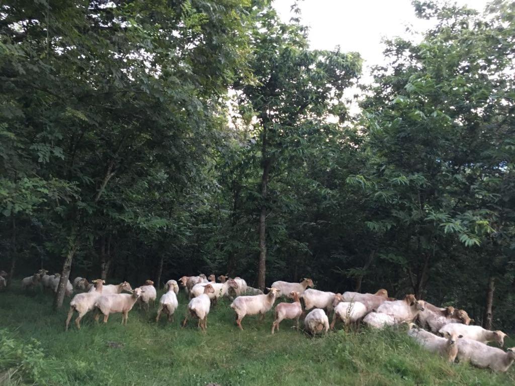 Agroturismo Erlete Goikoa -Estamos En El Camino De Santiago -We Are On The Camino De Santiago 데야 외부 사진